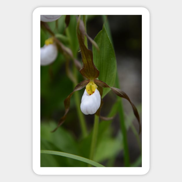 Moccasin Flower Sticker by Whisperingpeaks